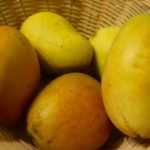 Mangoes on St. Croix